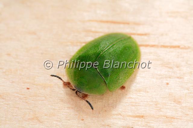 cassida viridis.JPG - Cassida viridisCasside de la mentheGreen tortoise beetleColeoptera, ChrysomelidaeFrance